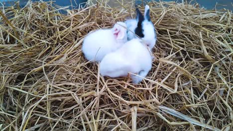 close up shot of three fluffy bunnies playing ,jumping,seeking for food on rice straw in the farm