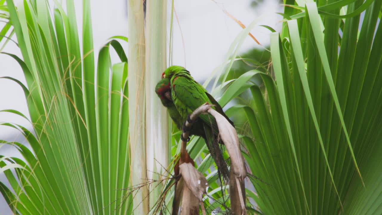 Green parrots perched on palm trees in nature, showcasing tropical wildlife