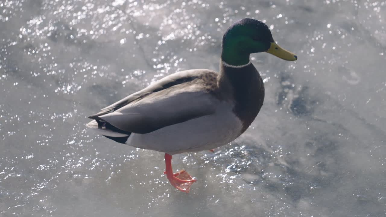 추운 겨울날 얼음 위를 걷는 재미있는 수컷 청둥오리 - 가까이