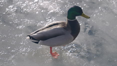 Pato-Macho-Gracioso-Camina-Sobre-Hielo-En-Un-Frío-Día-De-Invierno---Cierra