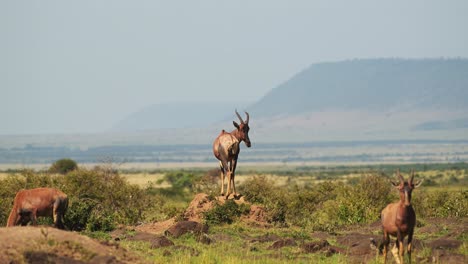 topi, africa wildlife of kenya animal in beautiful landscape scenery in masai mara, african safari scene with dramatic mountains escarpment and hills view in maasai mara standing on lookout