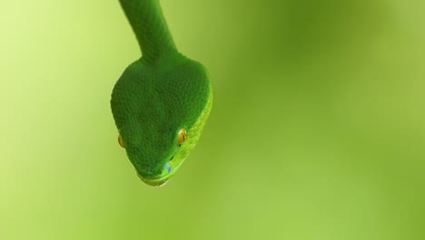 la víbora de labios blancos es una víbora venenosa endémica del sudeste asiático y a menudo se encuentra durante la noche esperando en una rama o rama de un árbol cerca de un cuerpo de agua con muchos alimentos