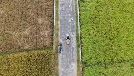 aerial top-down forward over woman without helmet driving vespa on rural road between rice fields, yogyakarta in indonesia