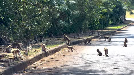 monkeys interacting on a sunlit road