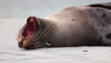 Seals-sea-lion-laying-portrait-in-New-Zealand