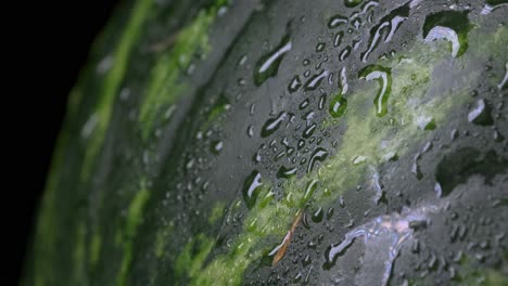 gota de água deslizando pela melancia verde