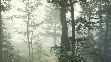 sun-light-in-the-fairy-foggy-forest