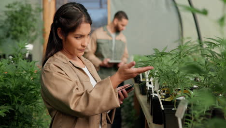people working with cannabis plants