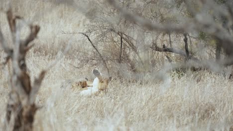 南非克魯格國家公園(kruger national park)的草地上,一隻雌獅子在給小獅子提供牛奶 - - 4k