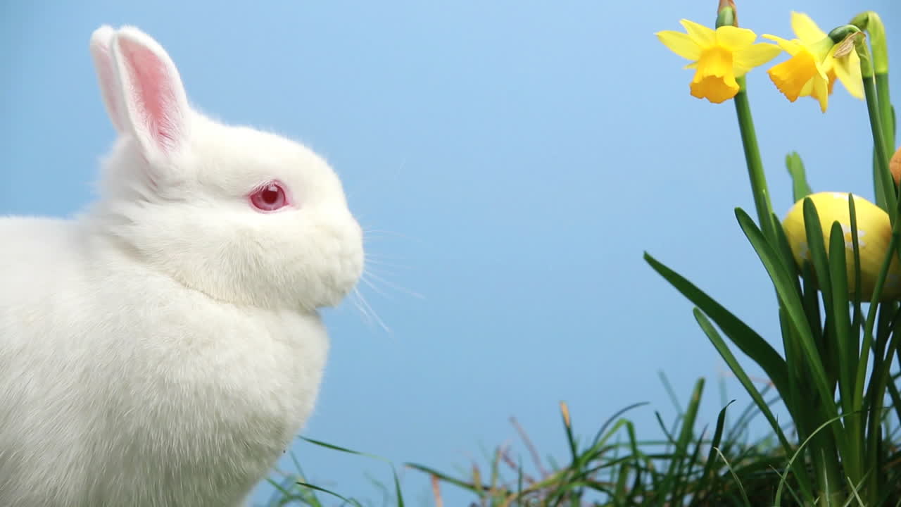 이스터 달 을 가진  토끼 가 나포 한 어리 에 혀 있다