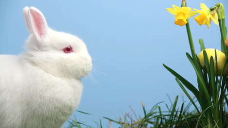 white bunny rabbit with easter eggs stuck in bunch of daffodils