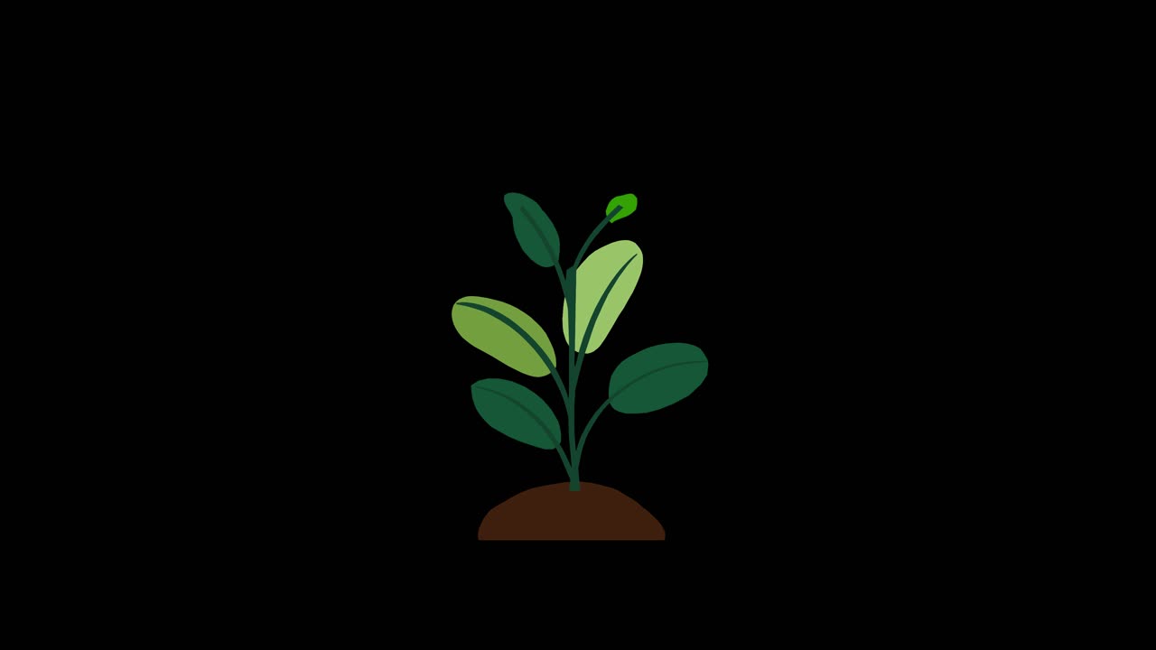 Plant with 6 leaves grows and germinates on dirt mound on black background overlay