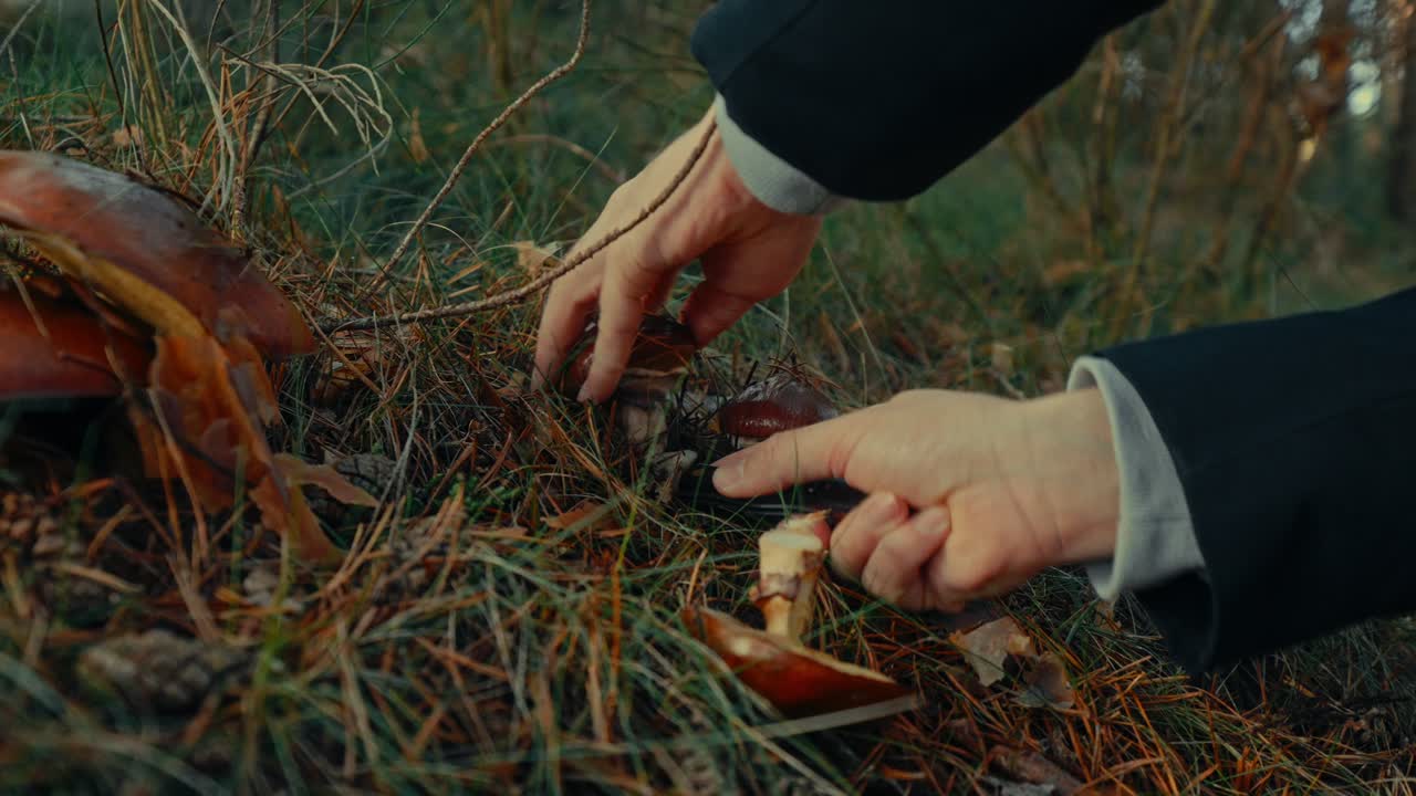 Close-up of Hands Picking Wild Mushrooms in a Forest with a Knife