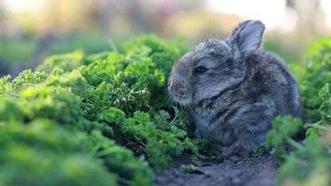 cute gray rabbit, bunny eating fresh grass on beautiful meadow in nature, closeup