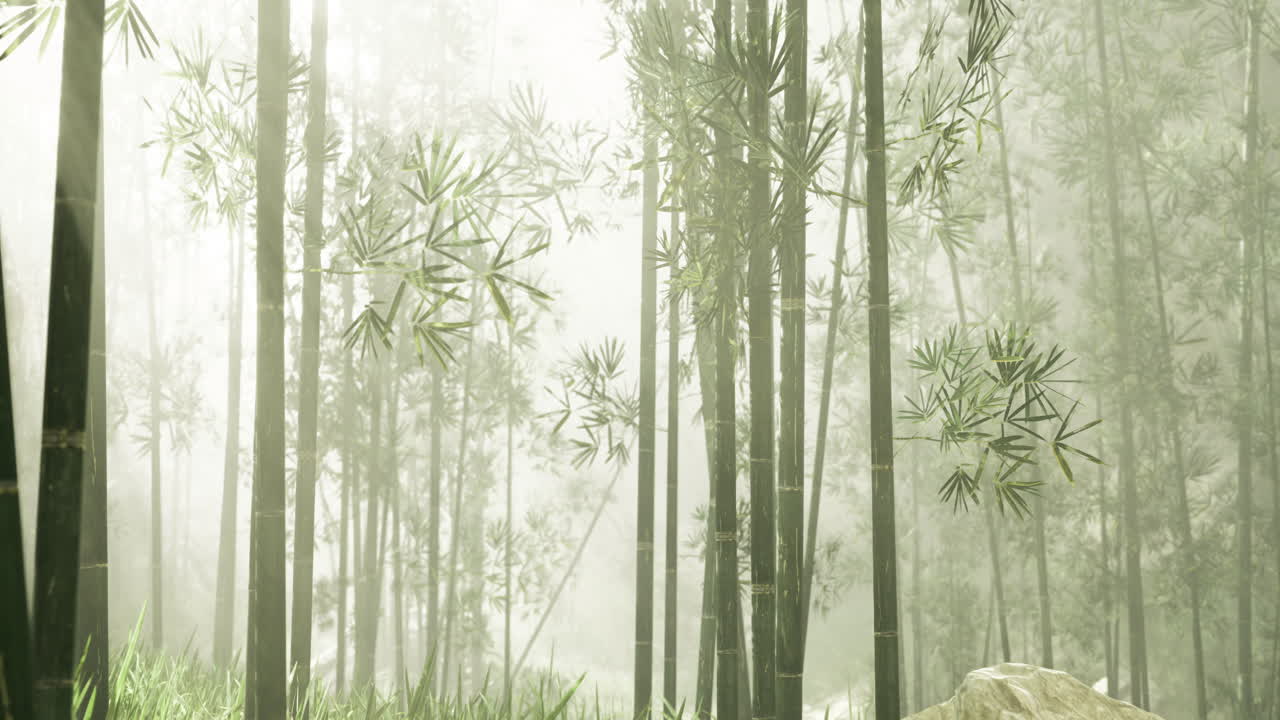 Foggy bamboo forest with gentle sunlight filtering through leaves