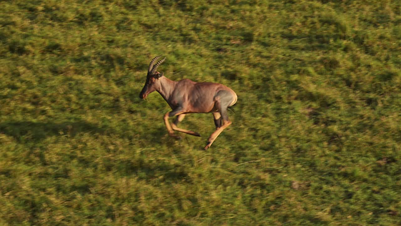 cámara lenta de la vida silvestre de animales africanos toma de topi corriendo en masai mara en áfrica, kenia paseo en globo de aire caliente vista de vuelo volando sobre masai mara, experiencia de viaje de safari única desde arriba