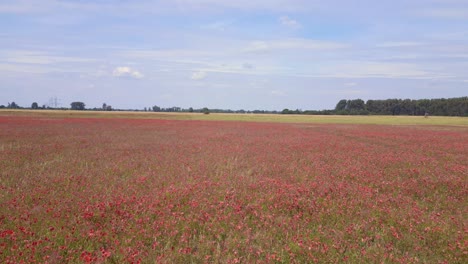 Wunderschöner-Flug-Von-Oben-Aus-Der-Luft,-Rotes-Mohnfeld,-Ländliche-Gegend,-Sommerwiese