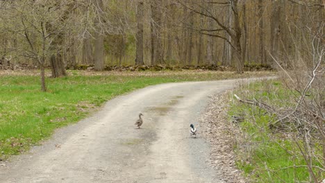 a hen and drake mallard ducks on a path in the woods in canada, wide shot