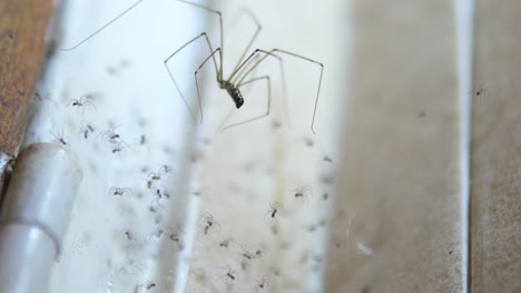 cámara lenta: madre papá araña de piernas largas tiende a telaraña y nido lleno de arañitas en la esquina de mosaico de una casa