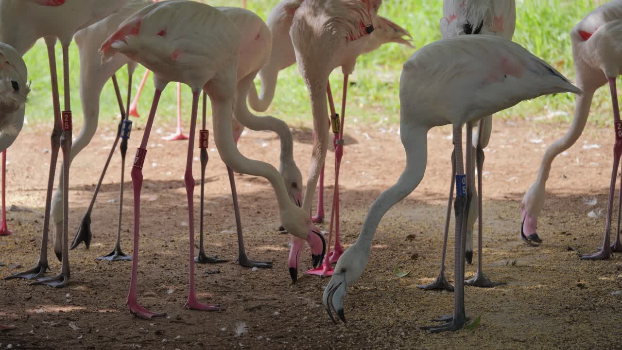 A group of Greater and Lesser Flamingos feeding on the ground