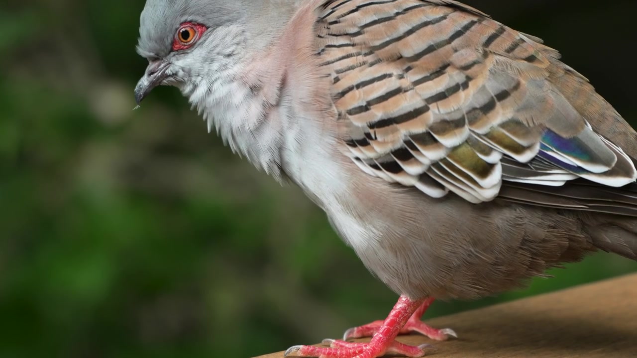 Colombo crestato Ocyphaps lophotes, primo piano dettagliato del comportamento di toelettatura che mostra la cresta appuntita, l'occhio rosso, le chiazze alari iridescenti, le zampe rosa, Edward Youde Aviary Hong Kong Park