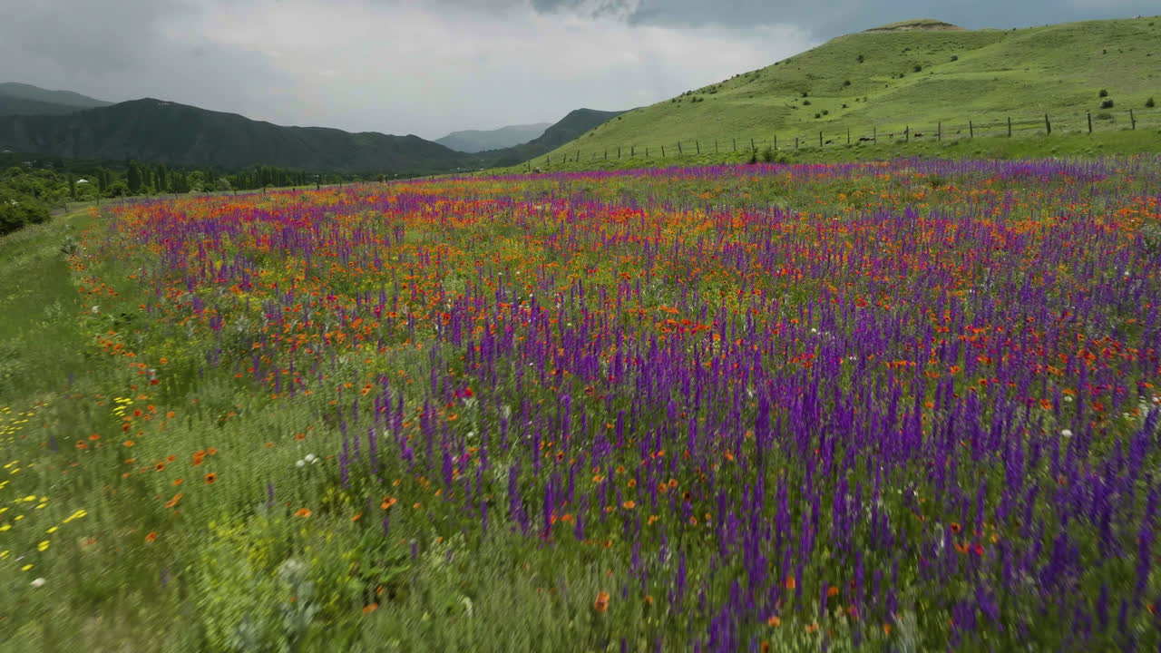 volando bajo sobre hermosas y coloridas flores silvestres en el campo fuera del distrito de aspindza, georgia