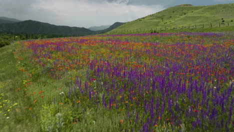 flying low over beautiful and colorful growing wildflowers in the countryside field outside of aspindza district, georgia