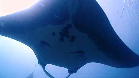 increíble toma de una mantarraya gigante y de repente aparece otra manta encima de la cámara