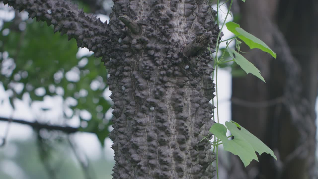 A handheld pan down close shot of a floss silk tree with spikes on its trunk, with other trees all around in a forested region during day light