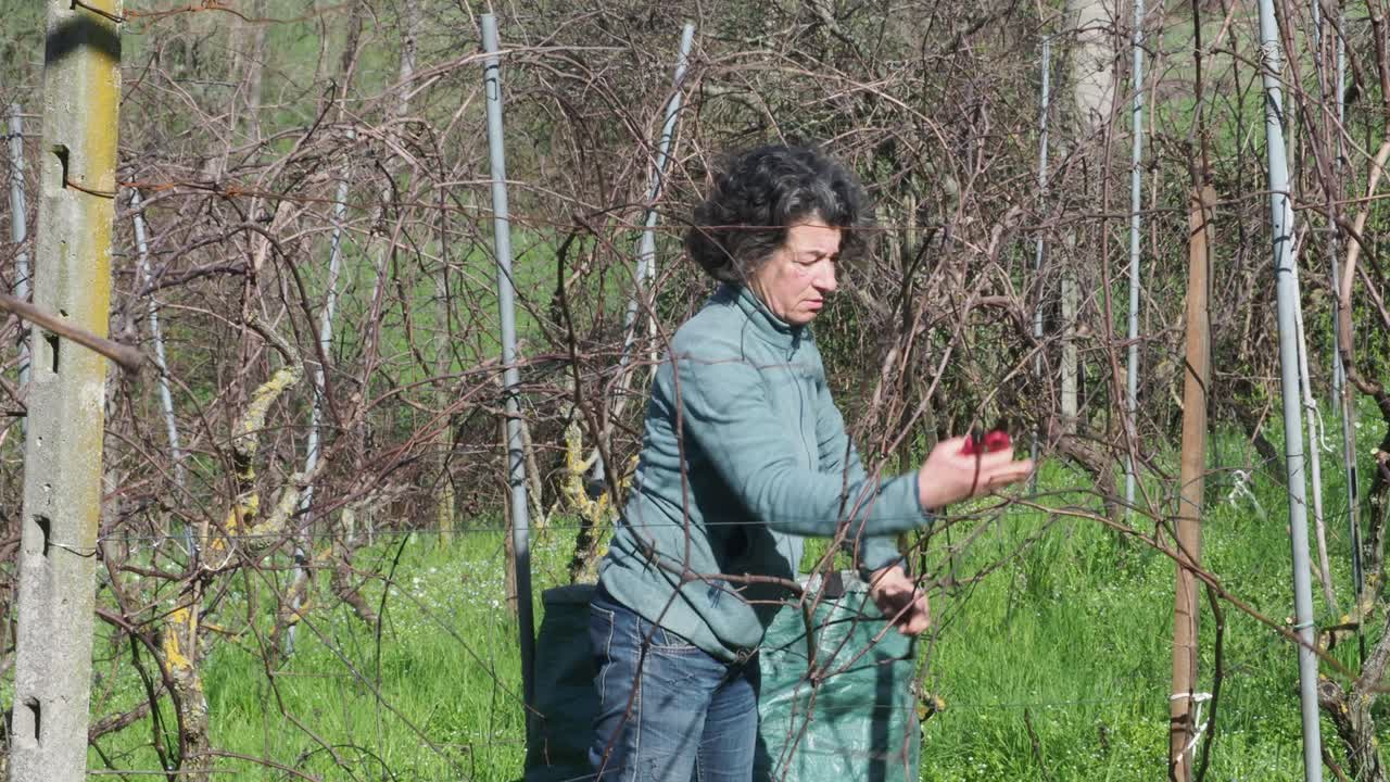 Ddetermined and fit woman uses pruning shears to cut dry grapevine canes in a late winter vineyard, placing them in a green sack with firm grip and focused expression, real time, static close view