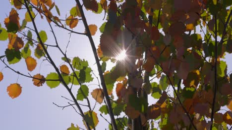 Sol-Alcanzando-Su-Punto-Máximo-A-Través-De-Las-Hojas-Cambiantes-En-Otoño-En-Cámara-Lenta-120fps