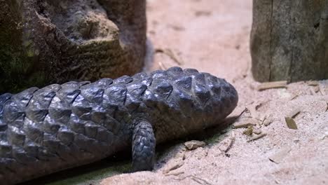 a shingle back skink moving slowly on the ground - close-up shot