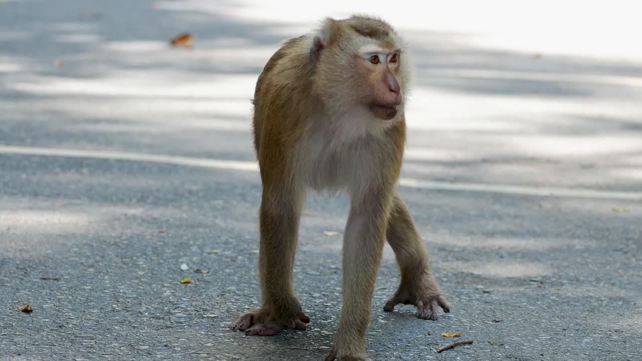 A southern pig-tailed macaque stands alert on a forest path in Phuket, Thailand, under natural daylight