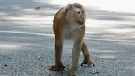 a southern pig-tailed macaque stands alert on a forest path in phuket, thailand, under natural daylight