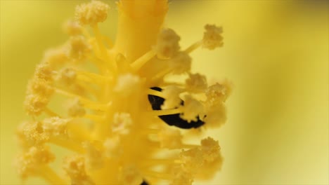 escarabajo dentro de flor amarilla macro shot queensland australia