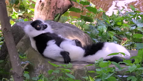 Black And White Ruffed Lemur Lying On Its Back On Top Of A Big Rock Near The Water In Singapore - Closeup Shot
