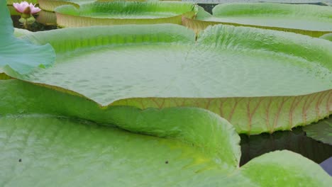 closeup of large green leaves of a water lily on a pond closeup of large green leaves of a water lily on a pond rare aquatic plants listed in the red book