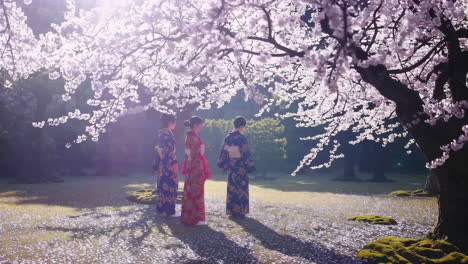 three women in kimonos under a cherry blossom tree