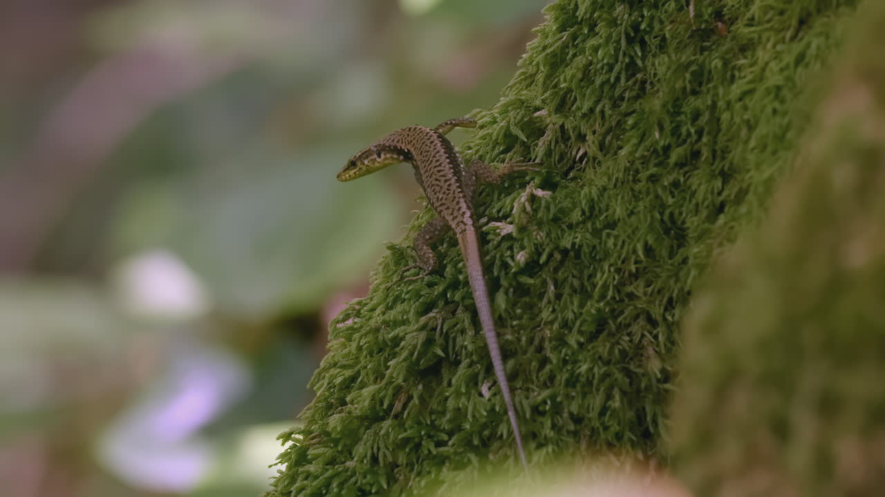 lagarto en un tronco de árbol de musgo