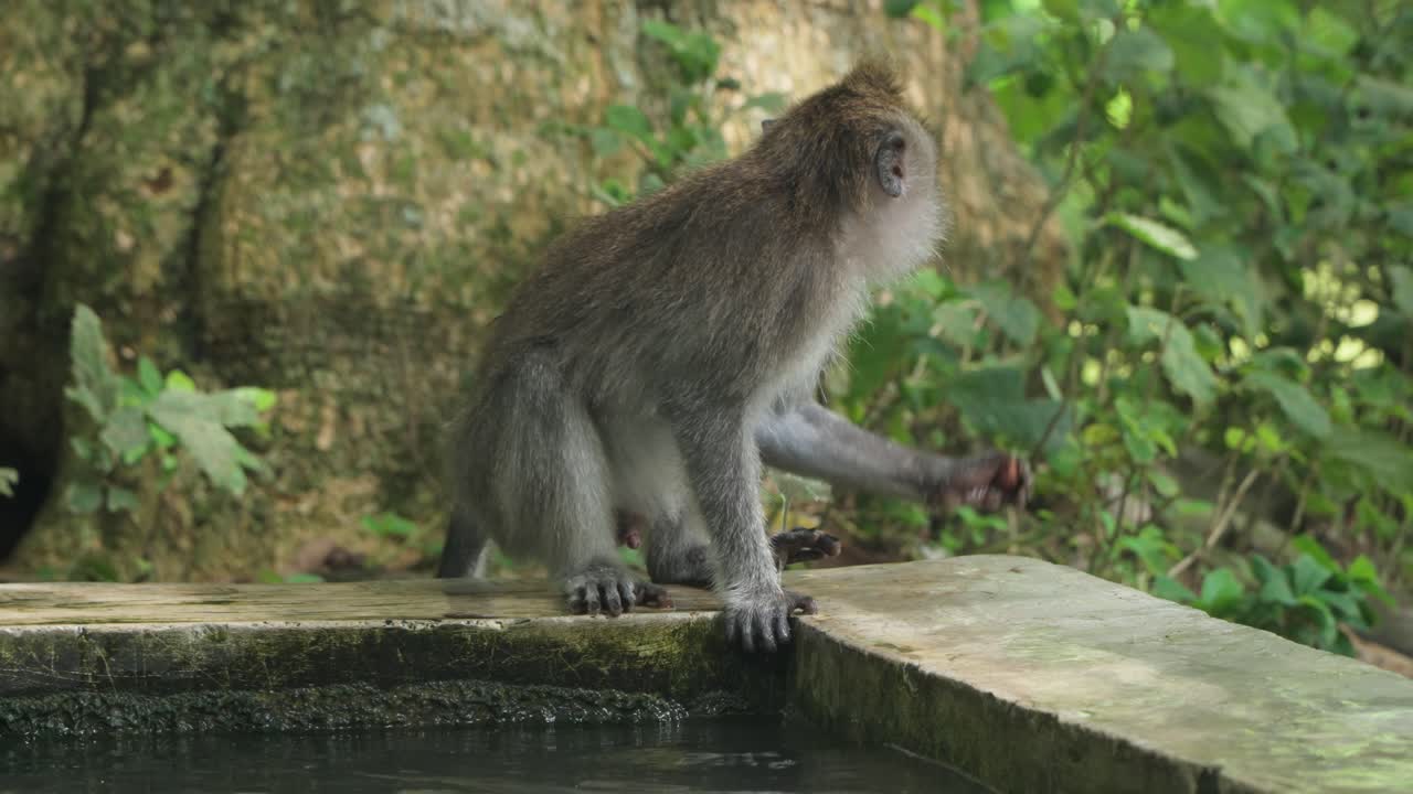 Crab-eating Macaques Drinking Water At Sacred Monkey Forest Sanctuary In Ubud Bali, Indonesia. Slow Motion Shot