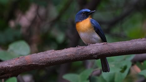 Mirando-Hacia-La-Derecha-Mientras-La-Cámara-Hace-Zoom,-Papamoscas-Azul-Indochino-Cyornis-Sumatrensis-Macho,-Tailandia