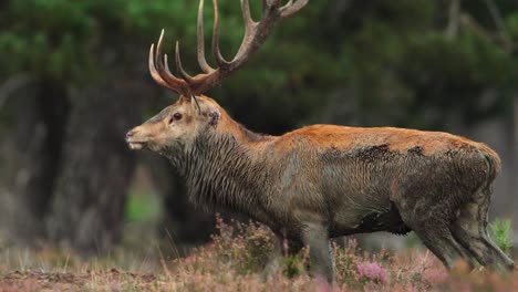 close up shot of a magnificent red deer bucj with a large rack of antlers and covered in mud, walking through the forest, slow motion