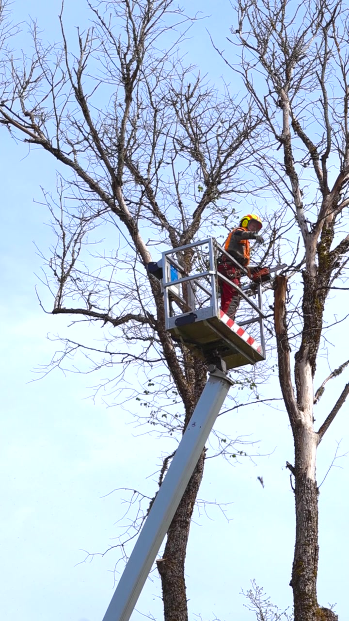 Professional arborist wearing safety gear cutting bare tree branches using a chainsaw. The worker is standing in a bucket lift high up