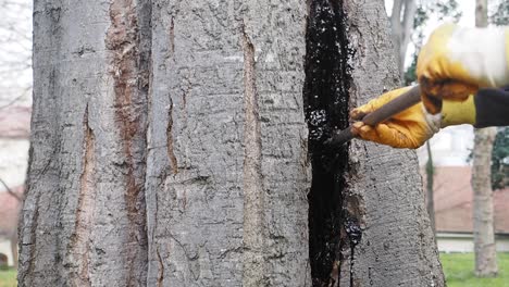 Tree Trunk Repair
