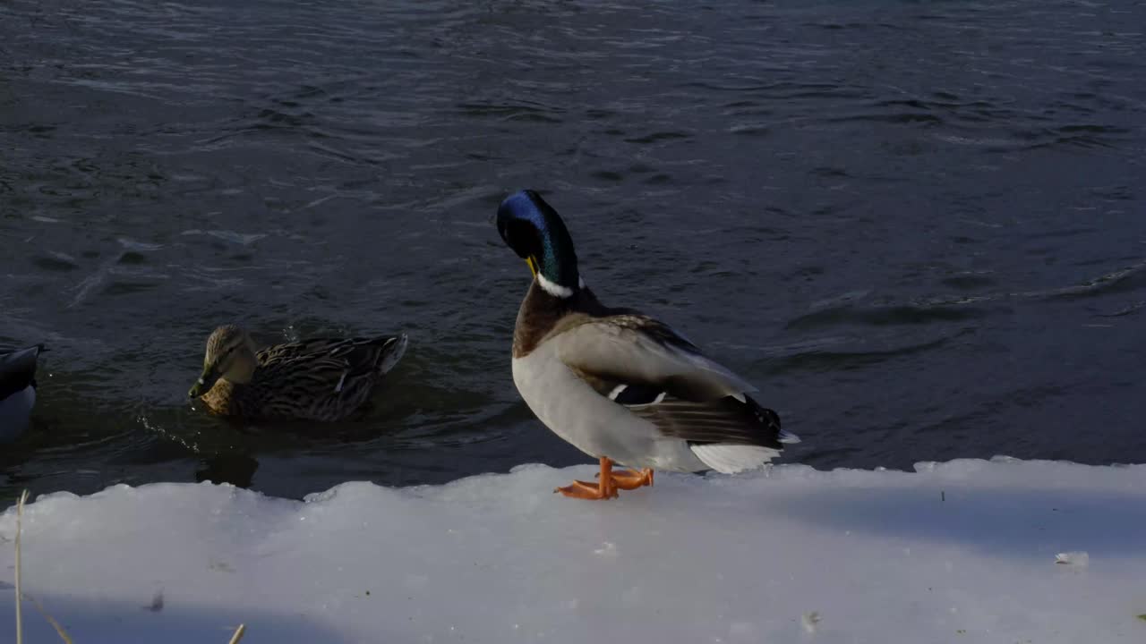 Male Duck standing on Ice cleaning itself while other ducks swim by
