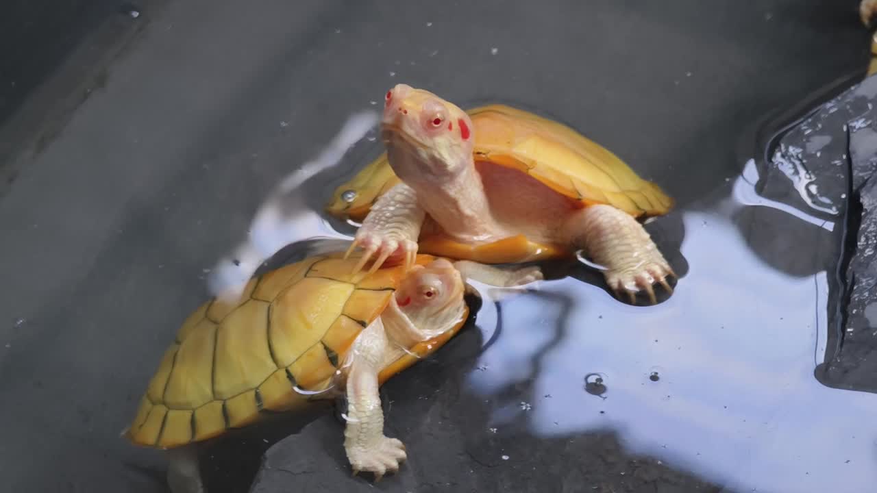 물 속 에 있는 두 마리 의 알비노 거북이
