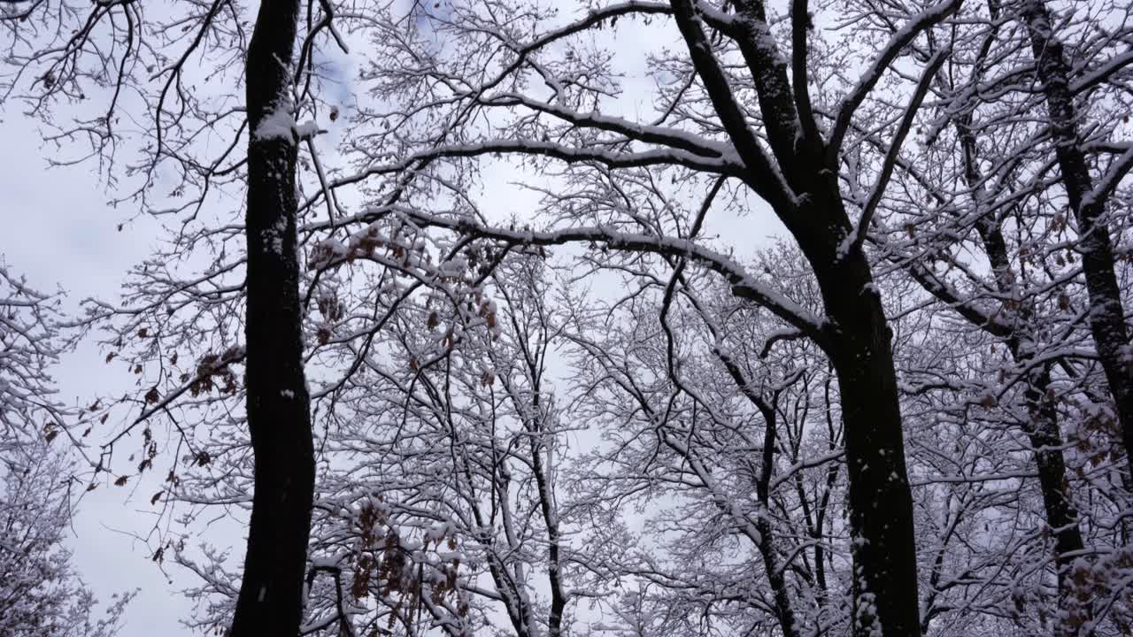 таинственный зимний лес с безлистными деревьями, покрытыми белым снегом