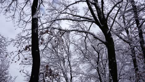 mysterious forest on winter with leafless trees covered in white snow