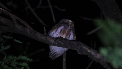 filmed while looking back to its left then turns around to look forward revealing its lovely eyes, asian barred owlet glaucidium cuculoides, thailand