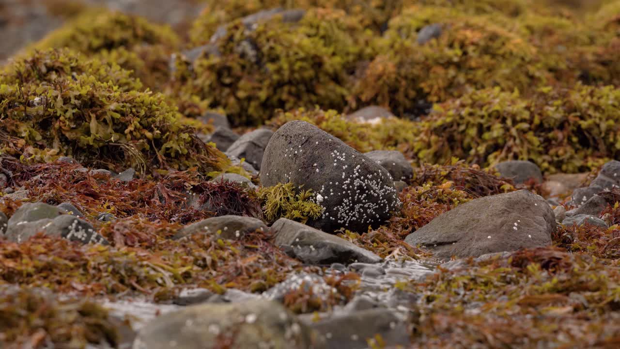 un arroyo que gotea en una playa rocosa a través de algas